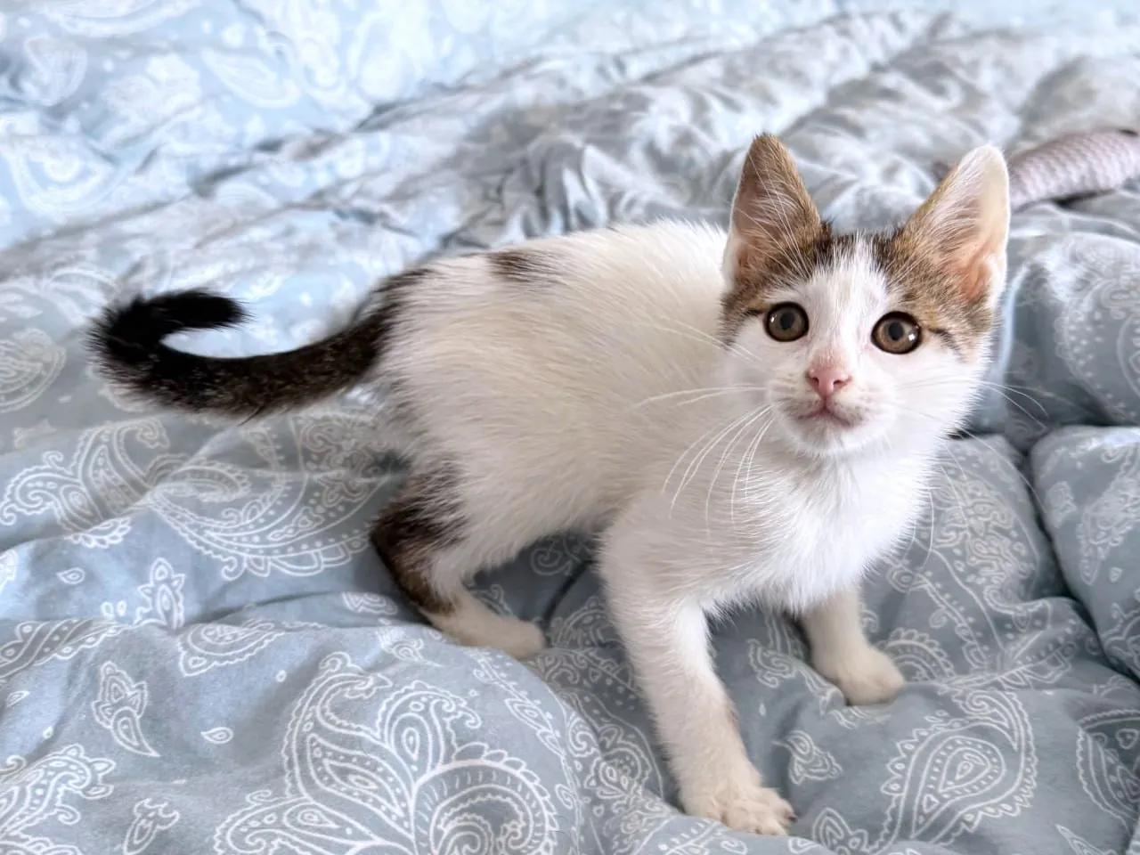 Котёнок Сирена ищет дом