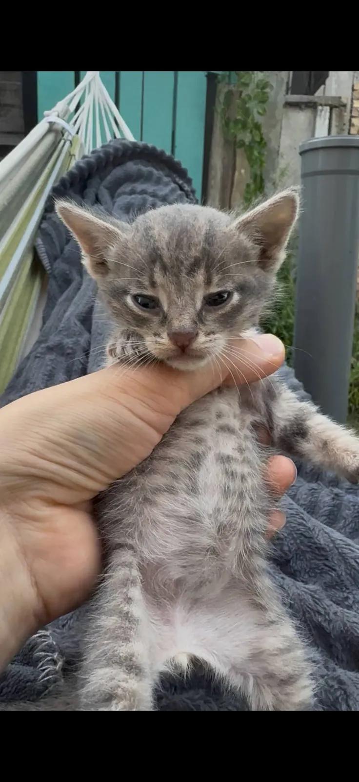 Котёнок 2 недели серый мальчик