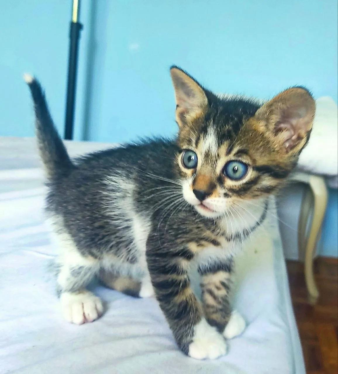 Котята мальчики в добрые руки