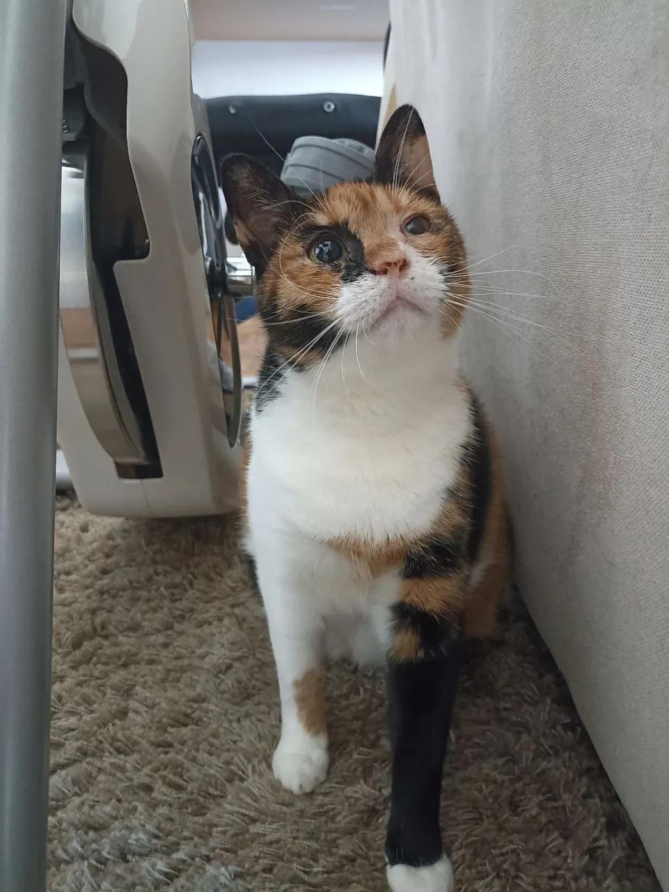 Кошка Калико ищет дом