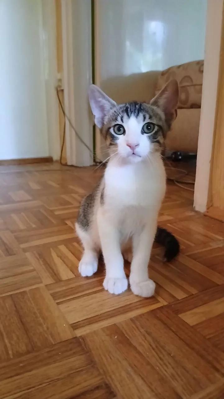 Котята три штуки ищут дом Нови-Сад