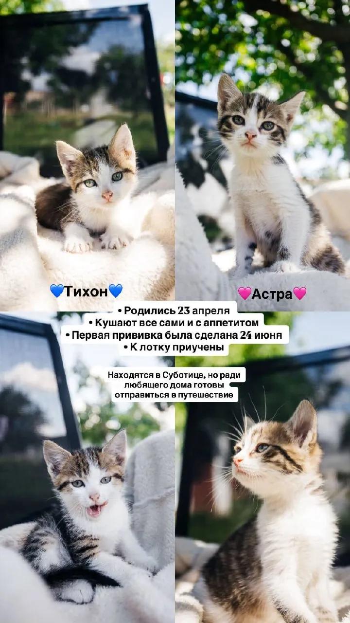 Два котёнка ищут дом Тихон и Астра