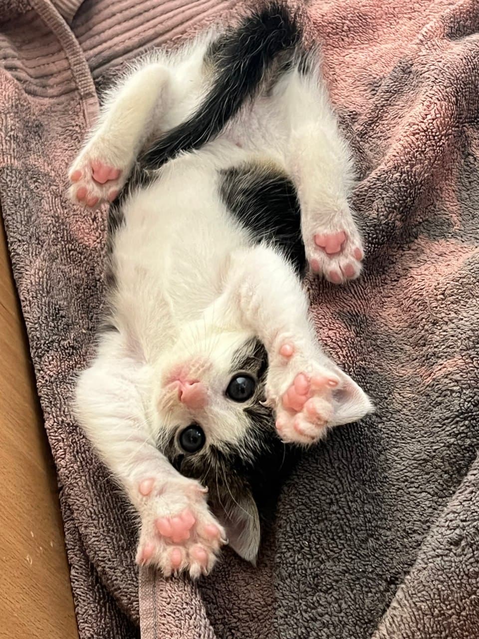 Кошка Носочек