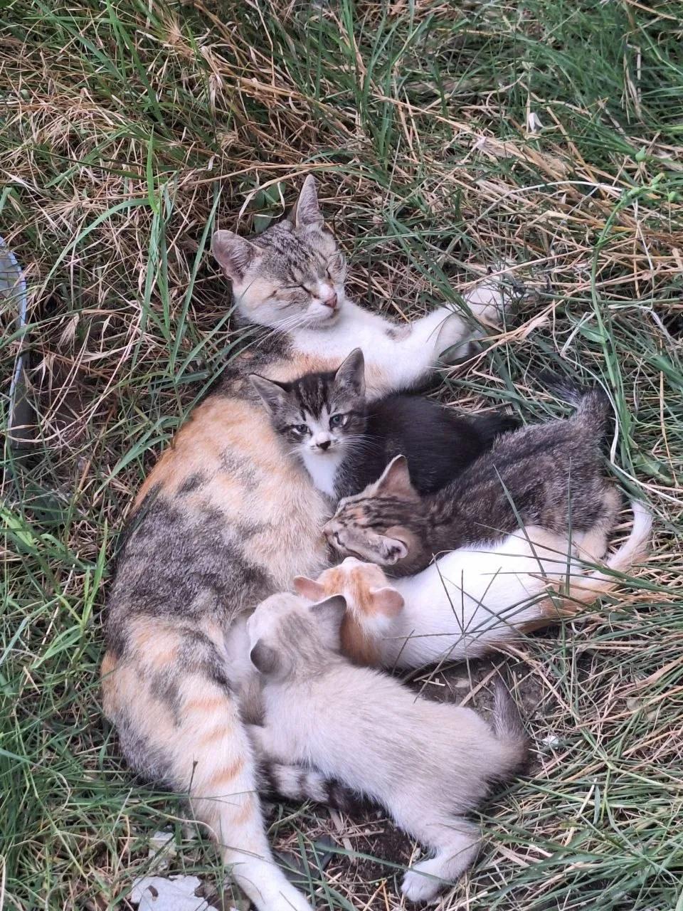 Котята ищут дом бесплатно Нови-Сад