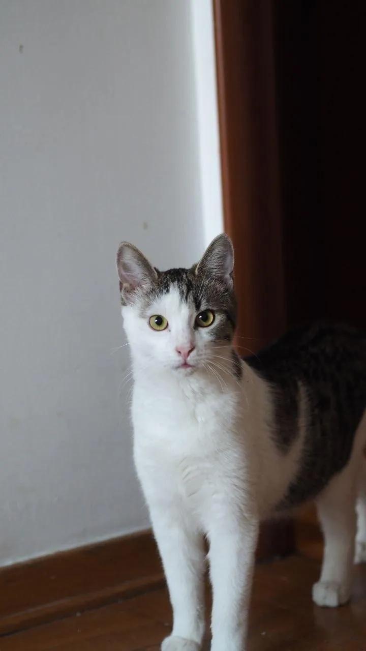 Котёнок Мося ищет дом Белград