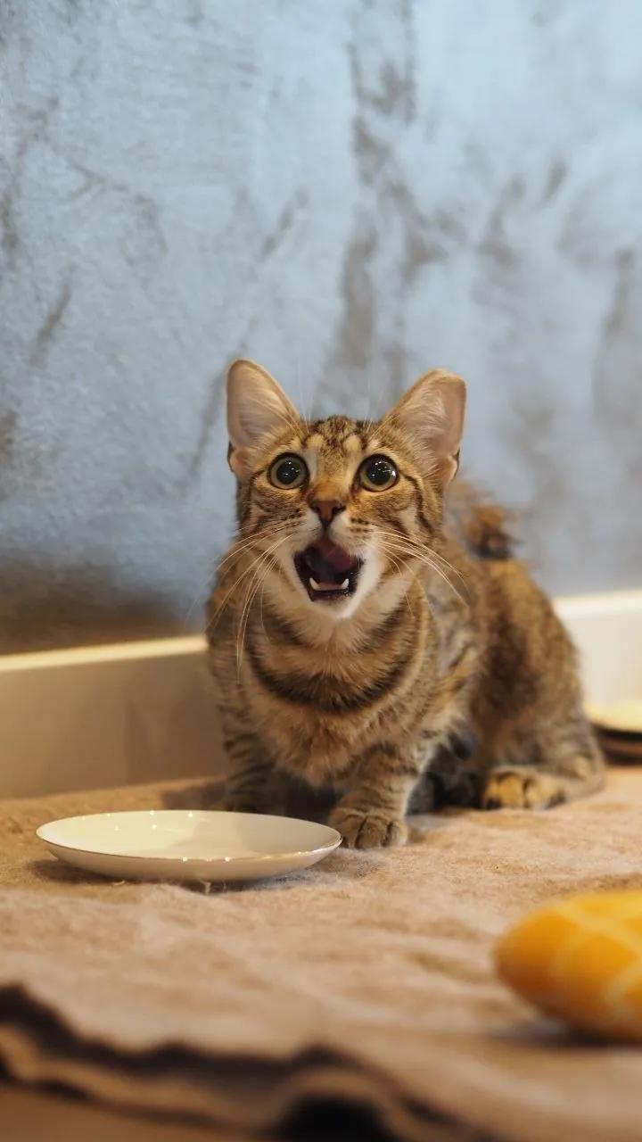 Кошка Люся ищет дом Белград