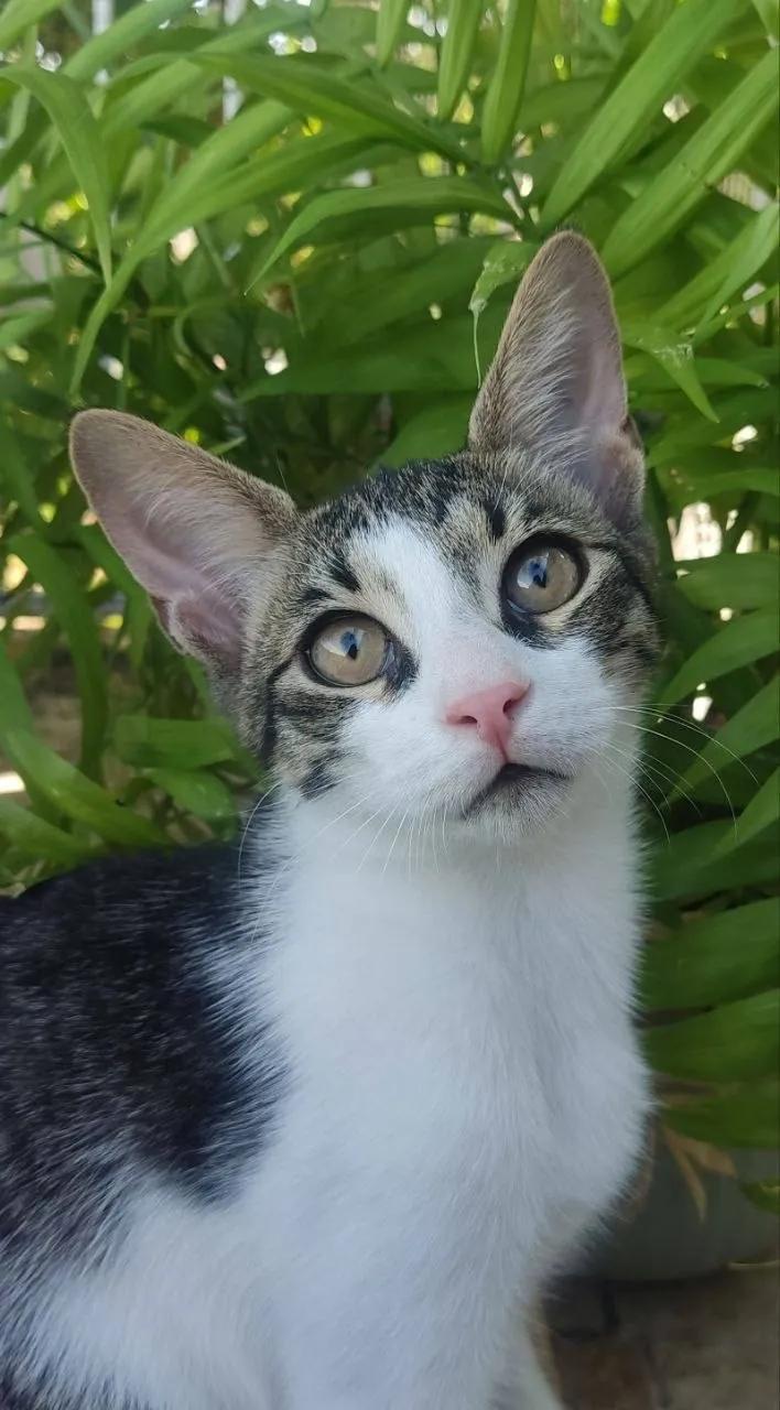 Котёнок Сардин 4 месяца ищет дом