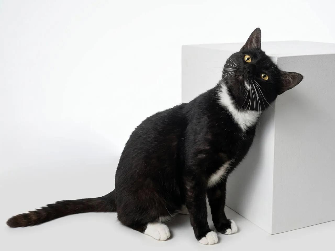 Кот Дым 5 лет кастрирован FIV+ ищет дом