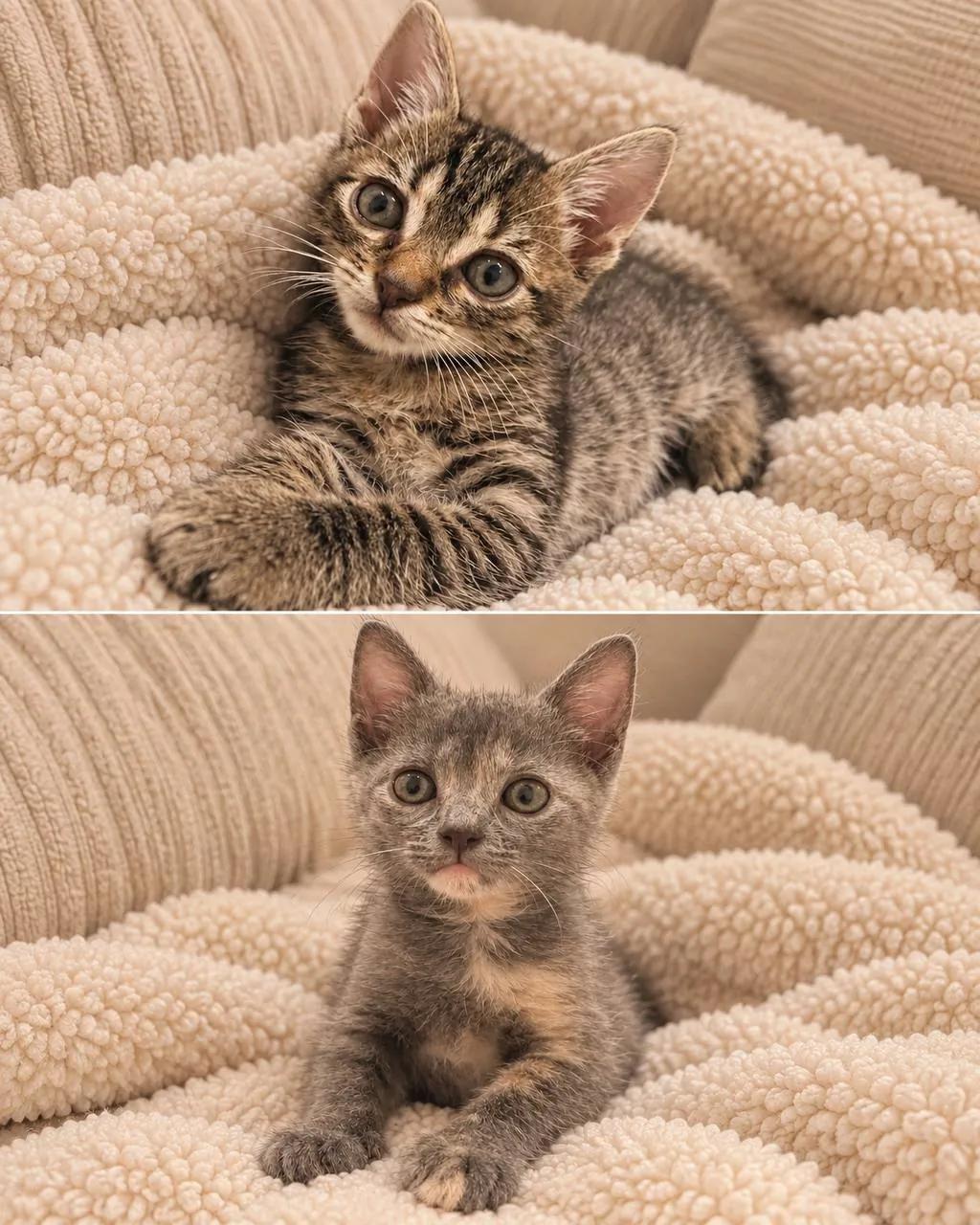 Котята ищут дом в Нови-Саде бесплатно
