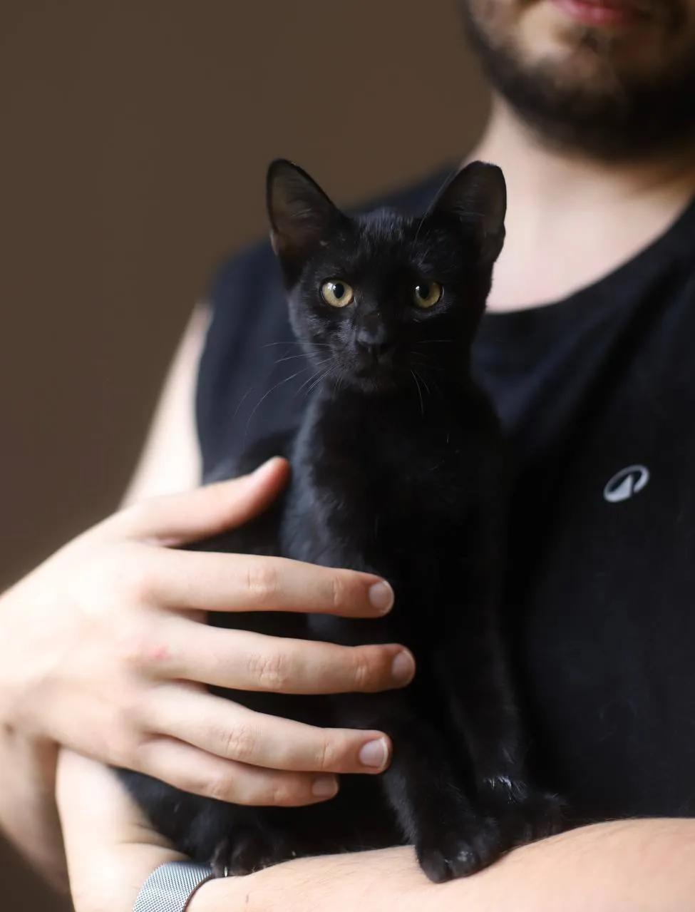 Котята 3 месяца ищут дом