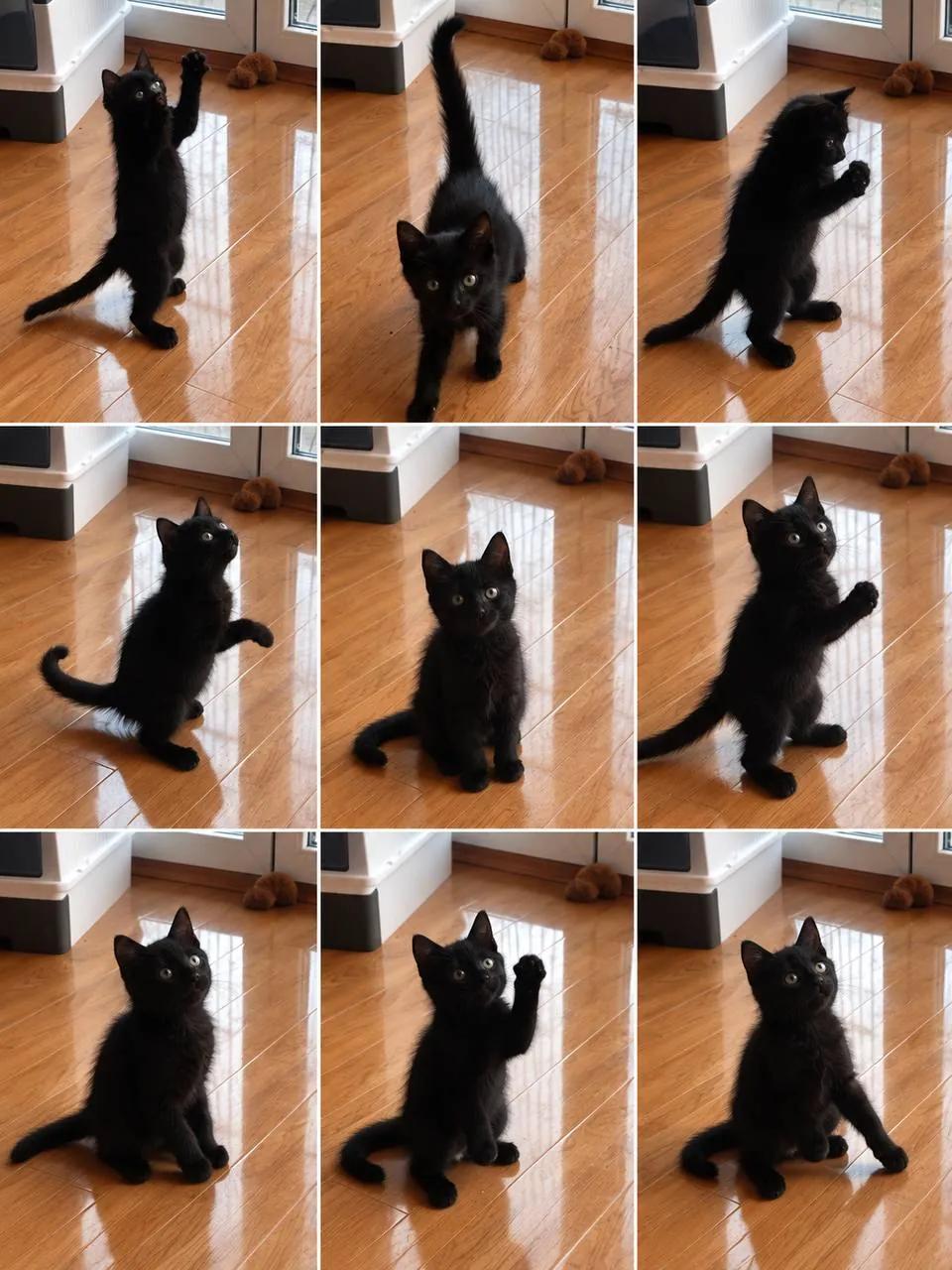 Котёнок около 6 недель ищет дом Нови-Сад