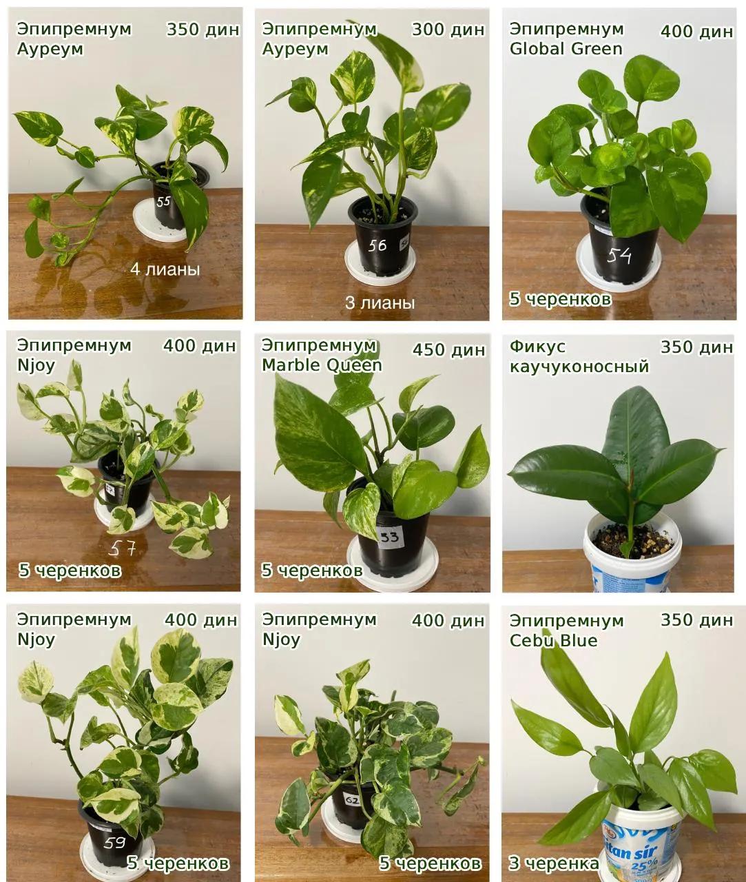 Укорененные черенки эпипремнума и фикуса
