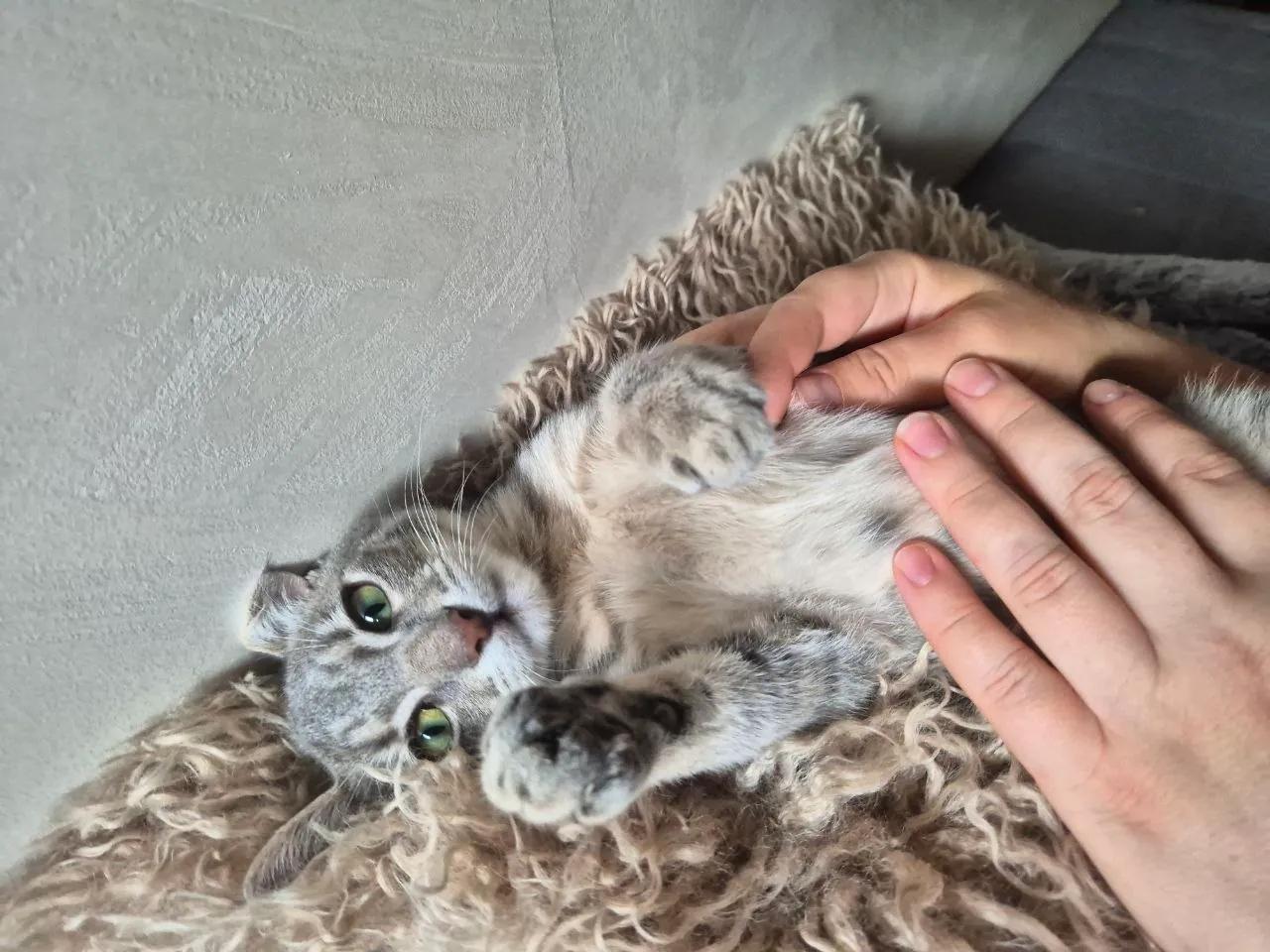 Котёнок 3 месяца в добрые руки