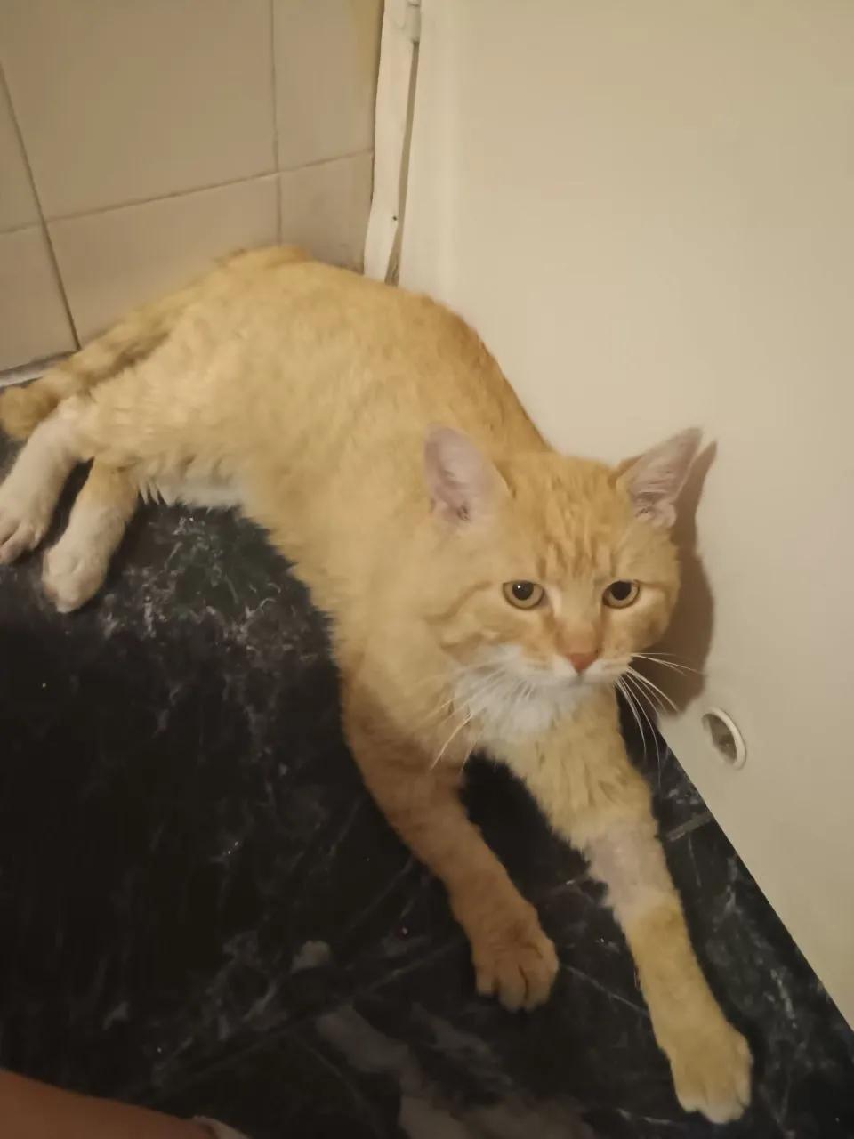 Кот Санни ищет передержку