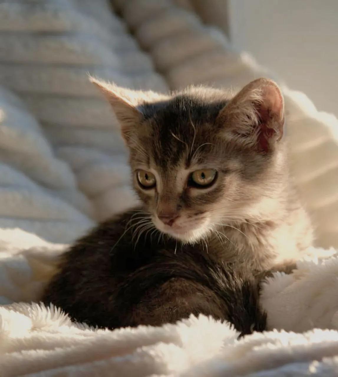 Котёнок Лео 2 месяца бесплатно