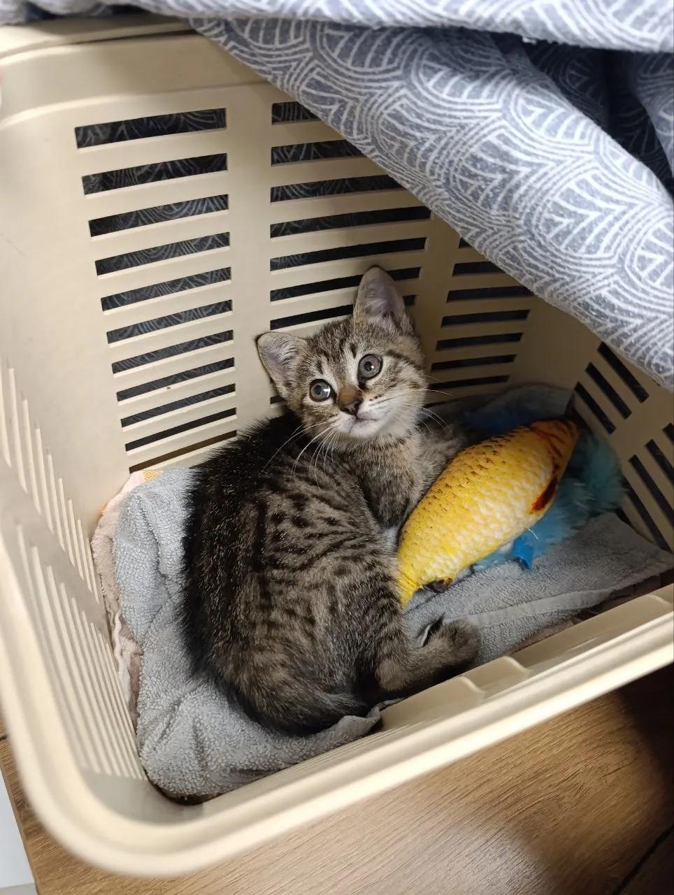 Котёнок Поштарочка в добрые руки