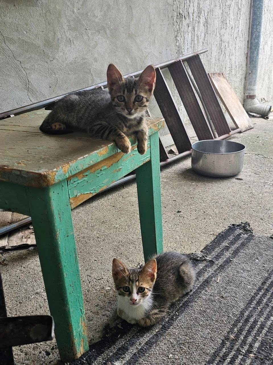 Котята ищут хозяев в добрые руки