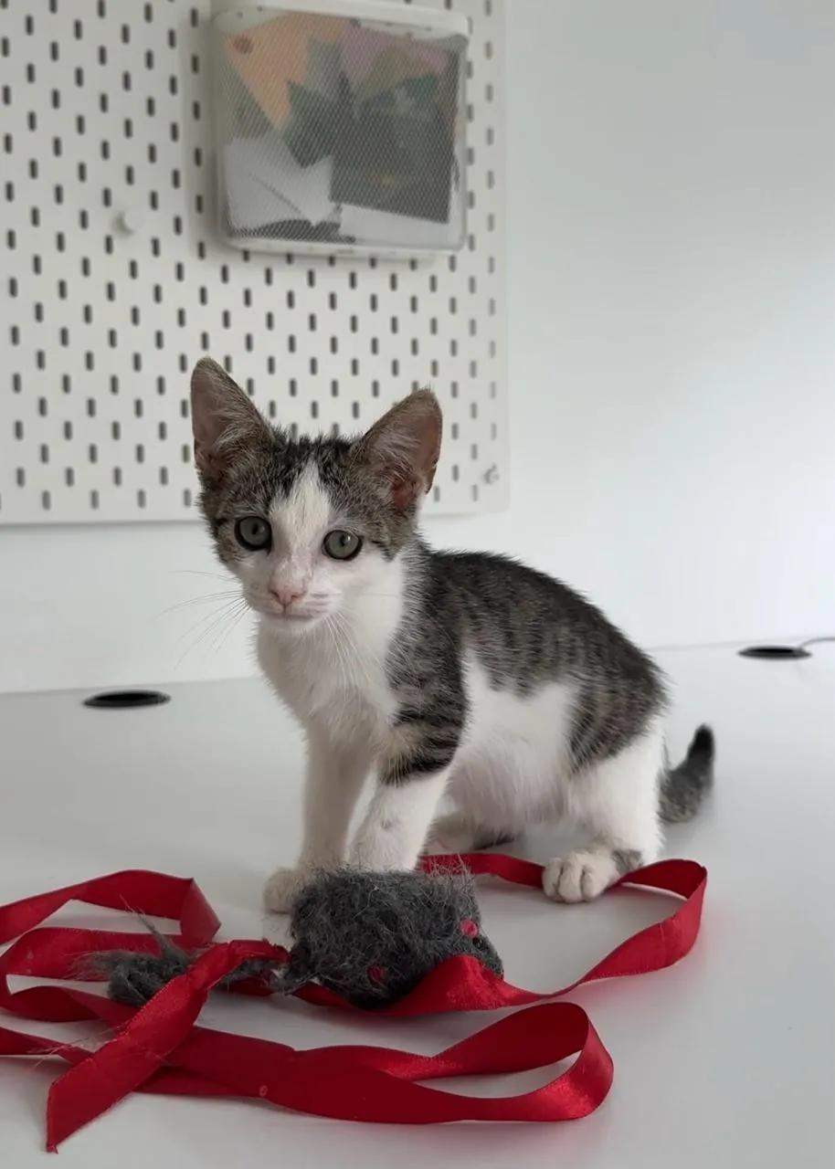 Котёнок ищет дом 2 месяца Нови-Сад