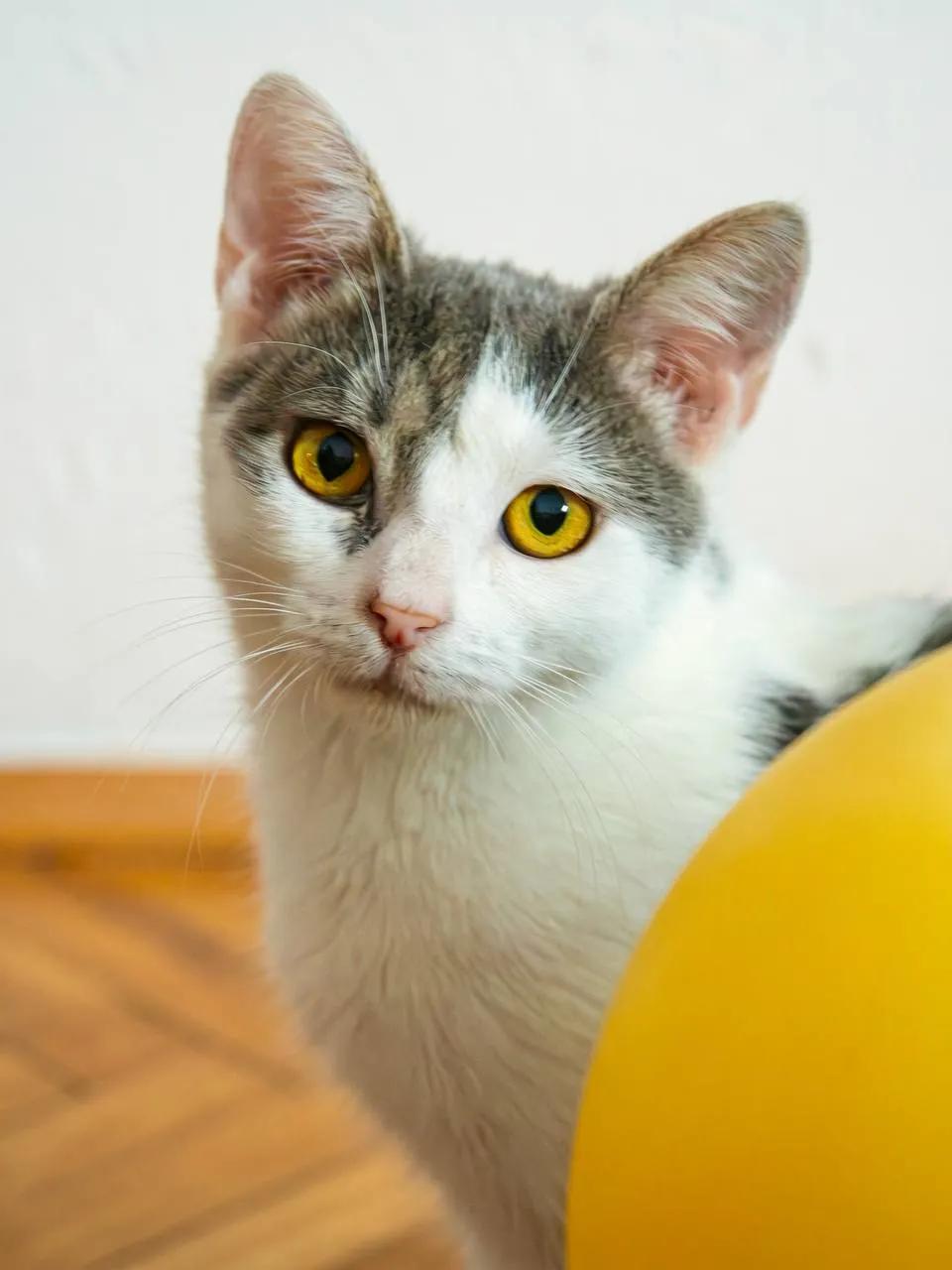 Кошка Лилли ищет дом стерилизована