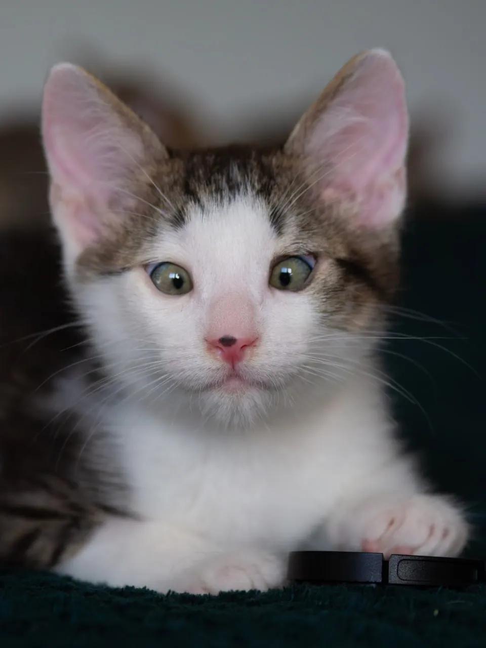 Котята-братья ищут дом