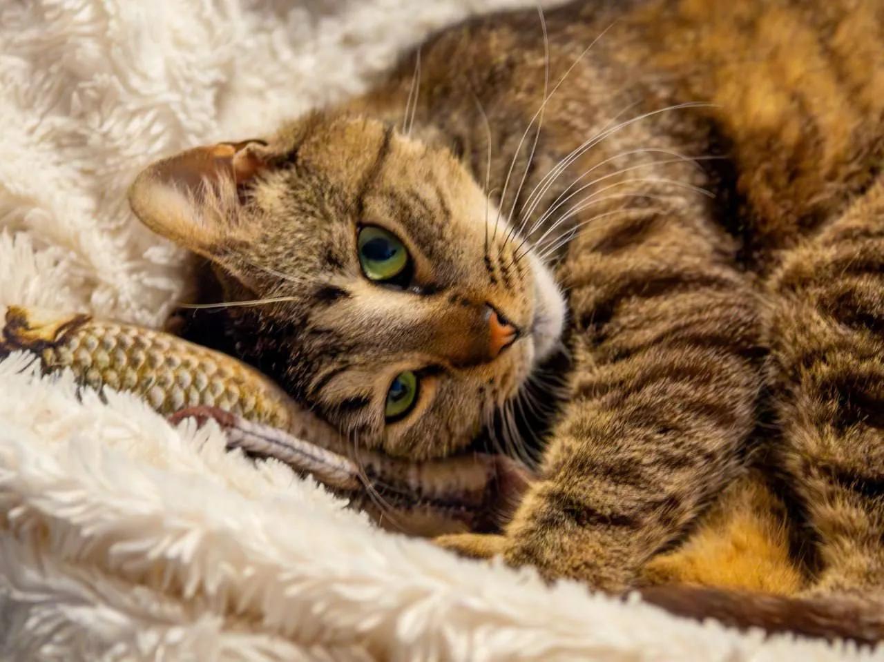 Кошка Пеппи ищет дом Нови-Сад