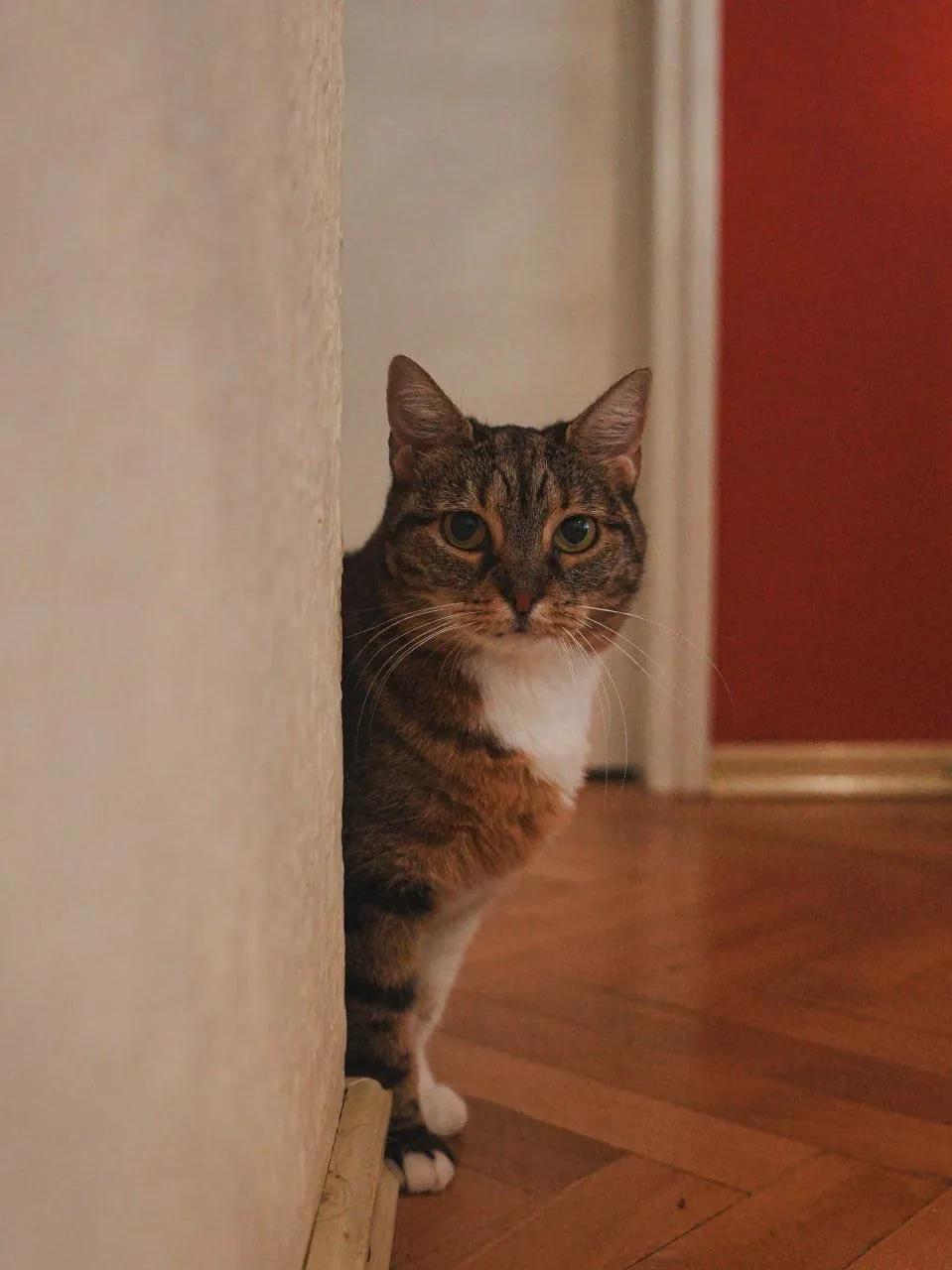 Кошка Бублица 5 лет стерилизована ищет дом