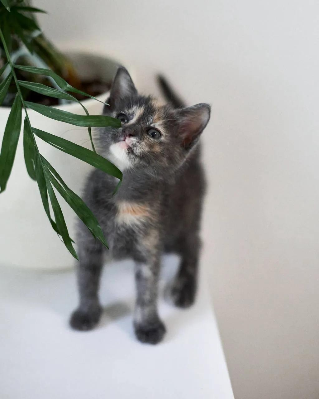 Котёнок девочка 1.5 месяца Нови-Сад