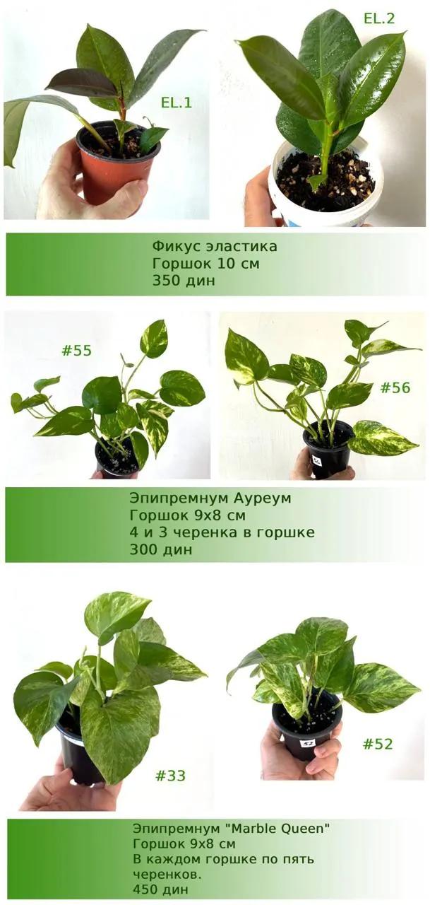 Комнатные растения эпипремнумы и фикусы