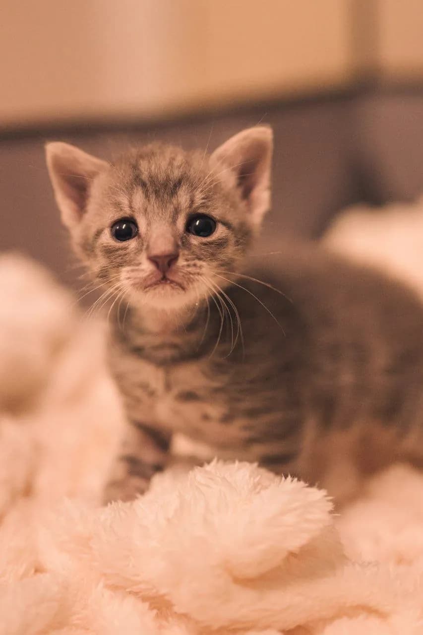 Котёнок 4 недели ищет дом