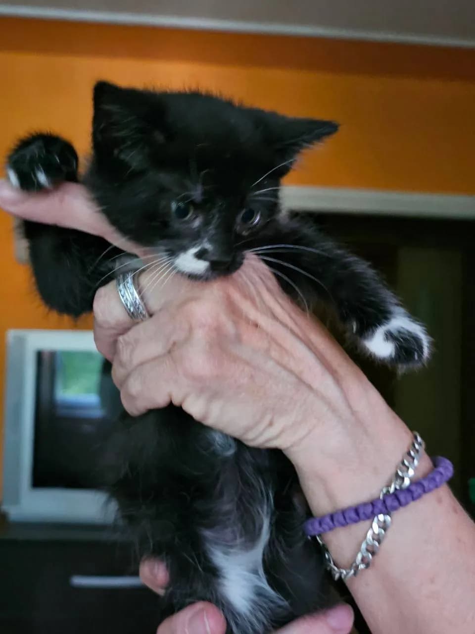 Котята Биба и Боб ищут дом