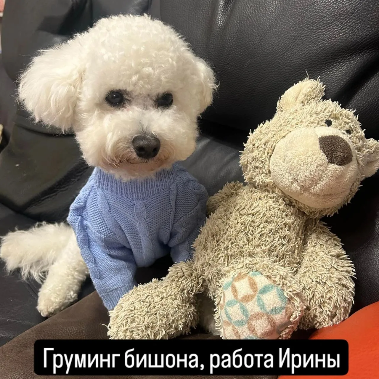 Груминг собак и кошек Суботица 6