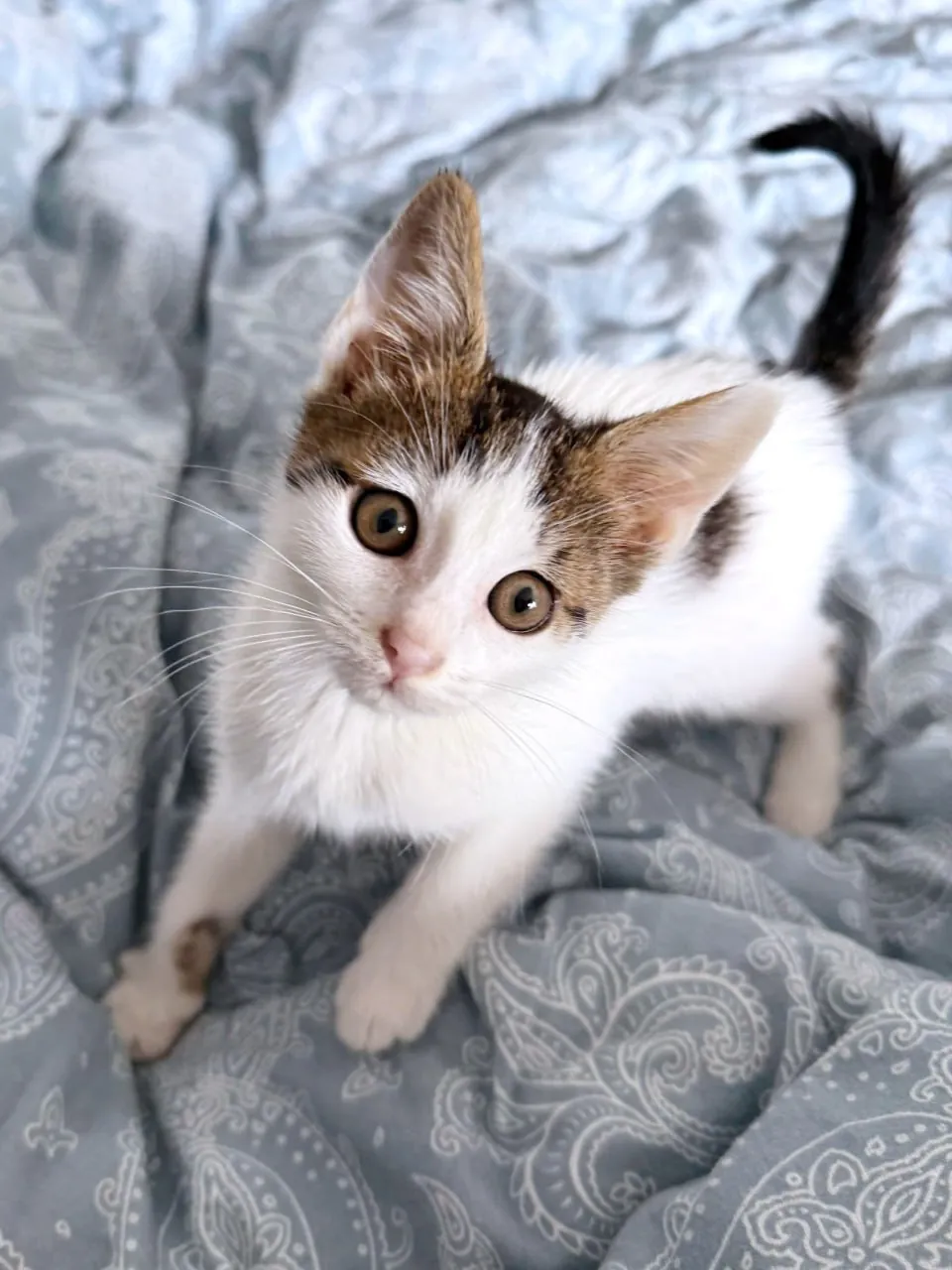 Котёнок Сирена ищет дом 3