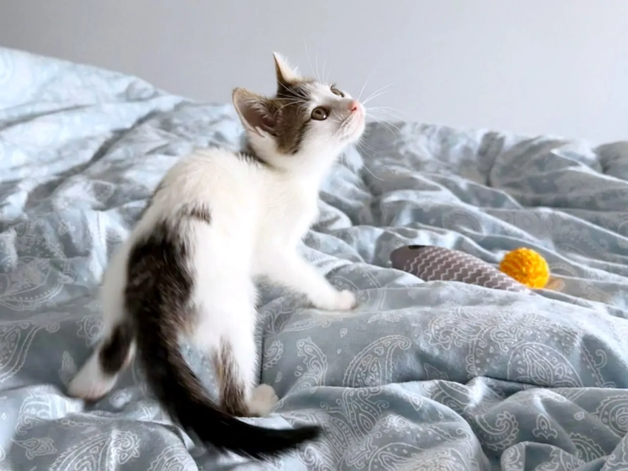 Котёнок Сирена ищет дом 2