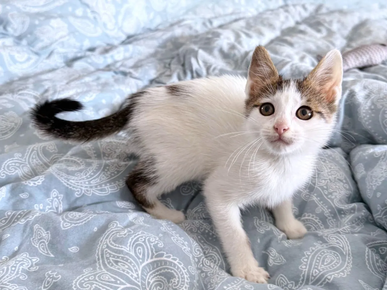 Котёнок Сирена ищет дом 1