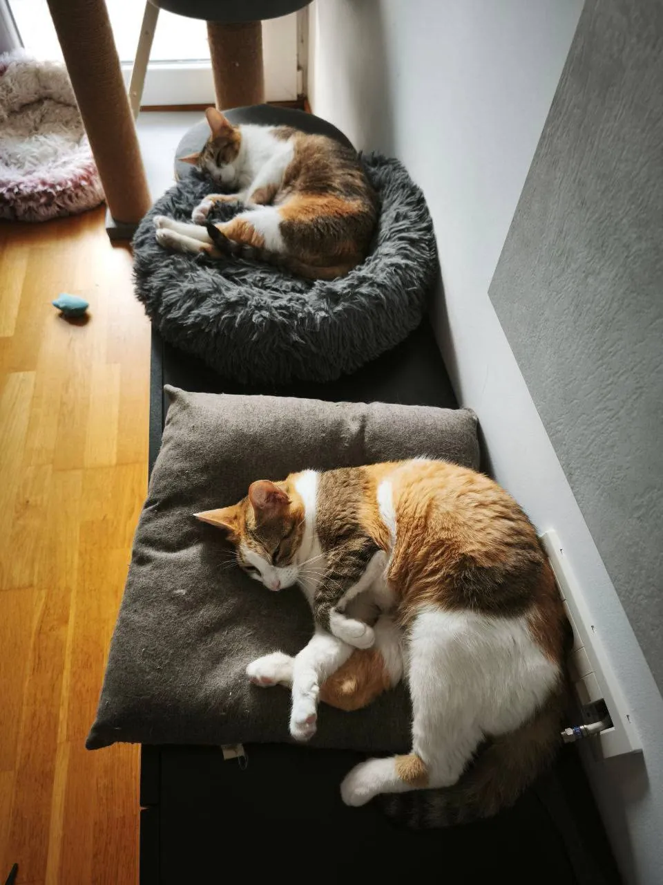 Кошки Нэнси и Робин ищут дом 3