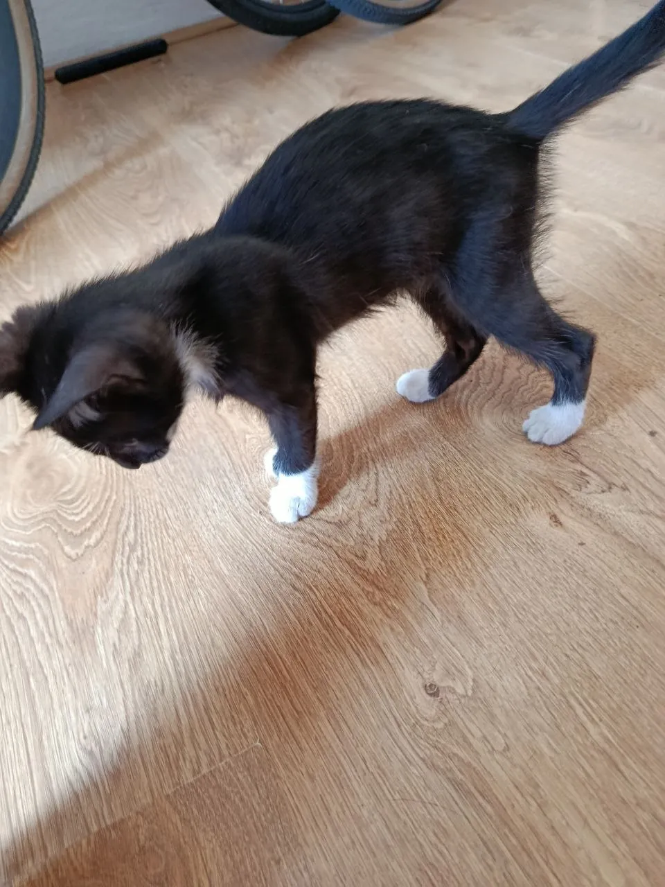 Котята 3 месяца отдам бесплатно 6