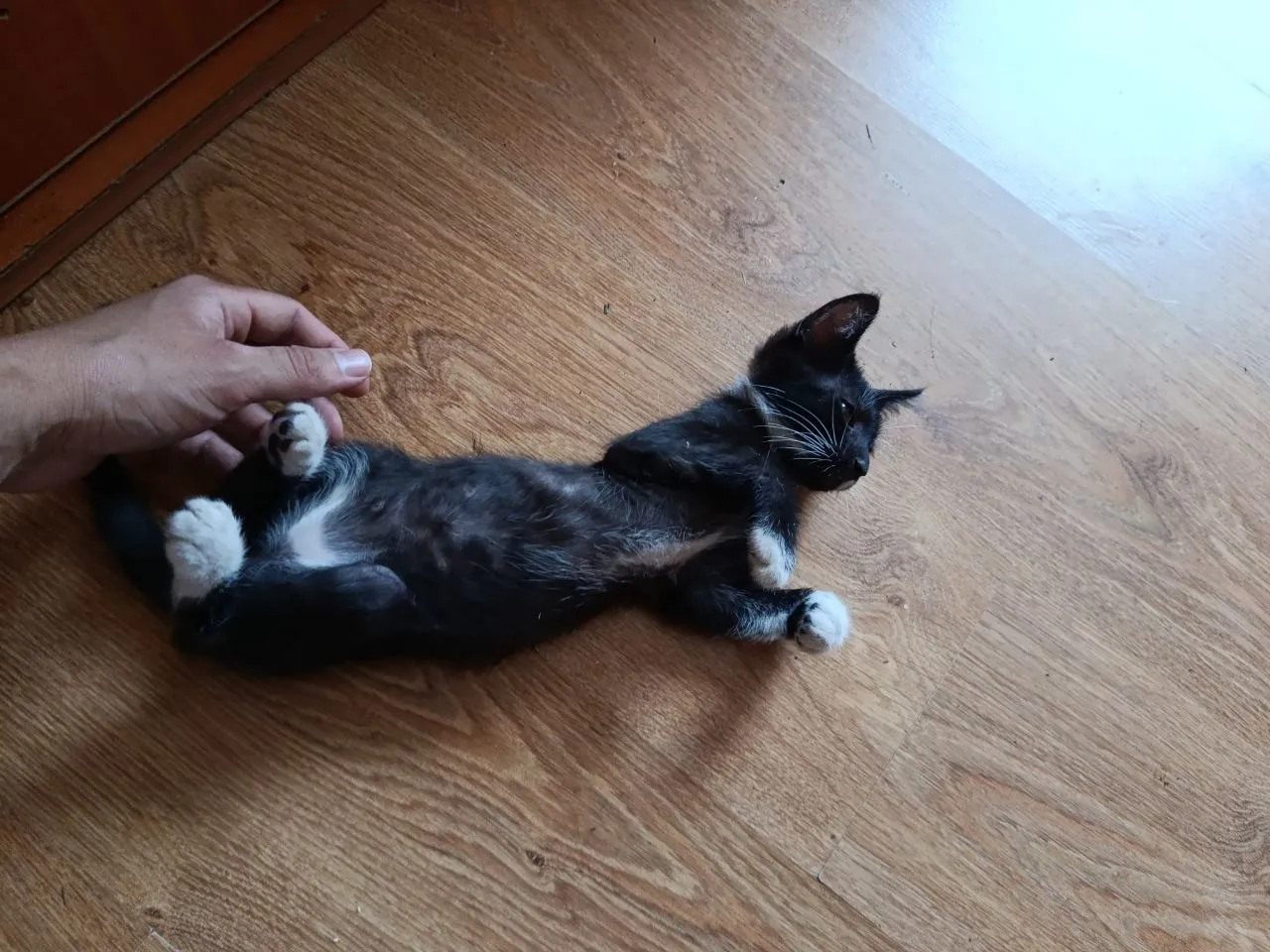 Котята 3 месяца отдам бесплатно 5