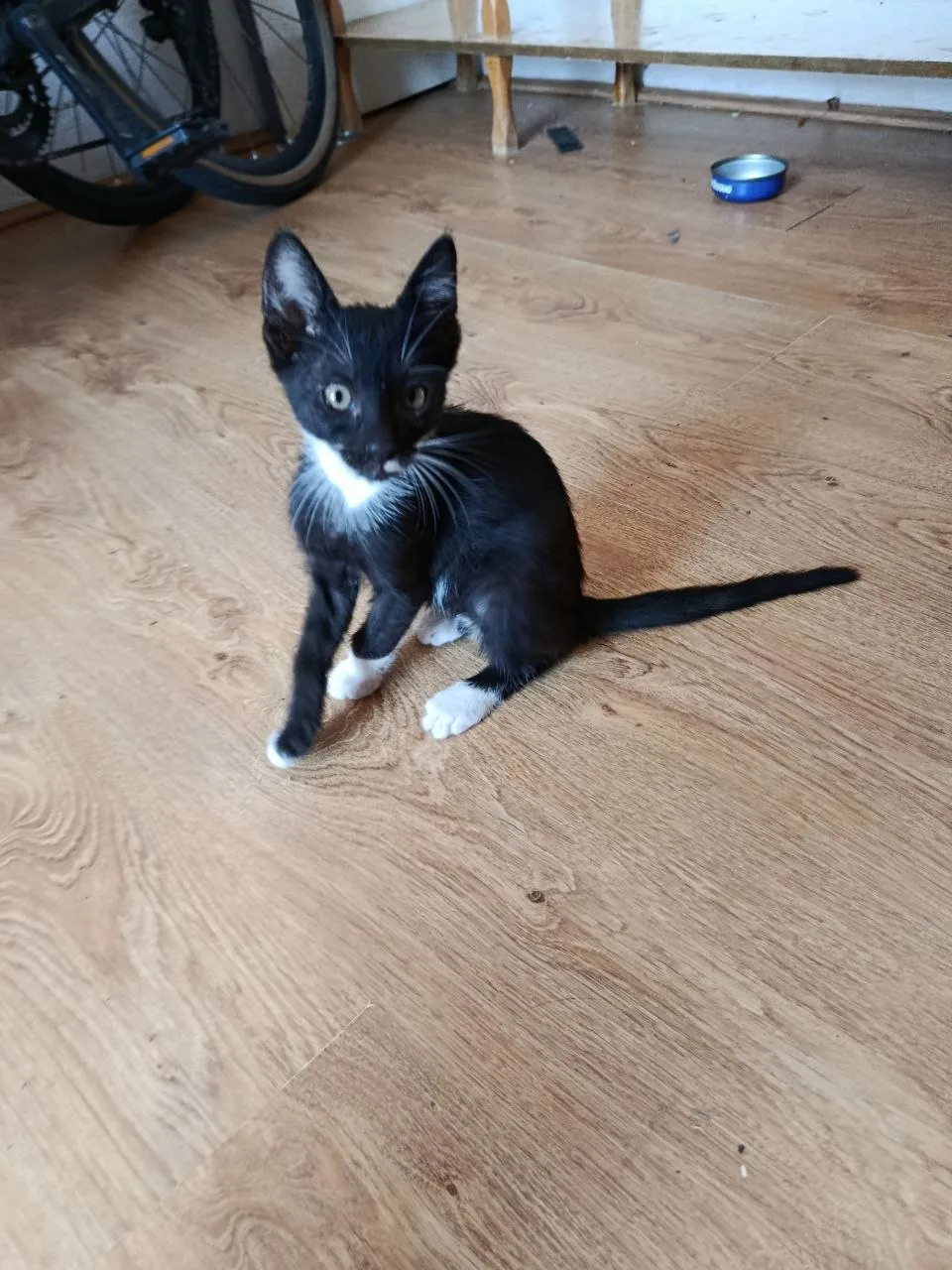 Котята 3 месяца отдам бесплатно 2