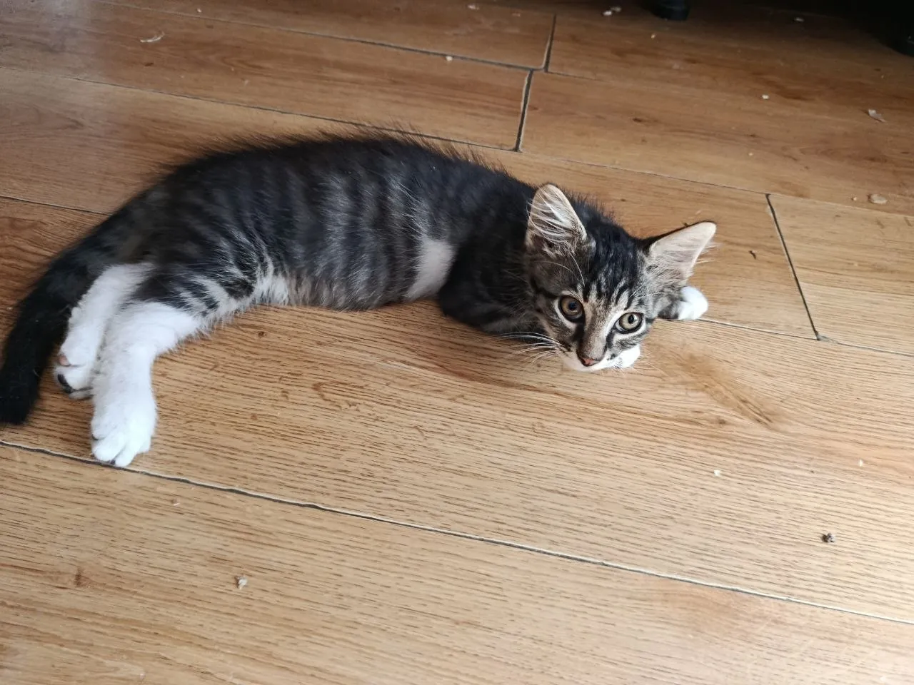 Котята 3 месяца отдам бесплатно 4
