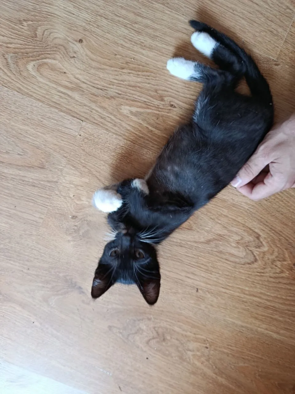 Котята 3 месяца отдам бесплатно 3