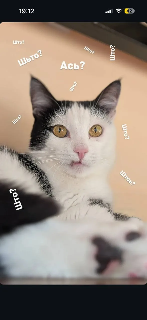 Кот Мрвица ищет дом 5