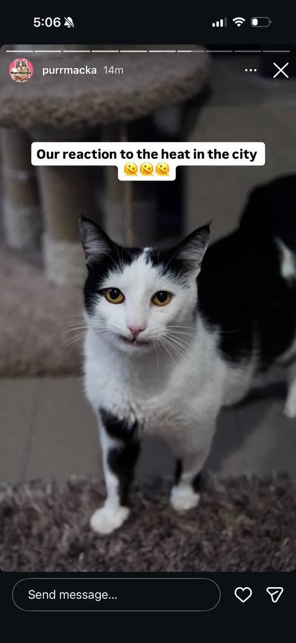 Кот Мрвица ищет дом 6
