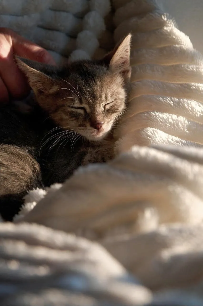 Котёнок Лео 2 месяца бесплатно 3