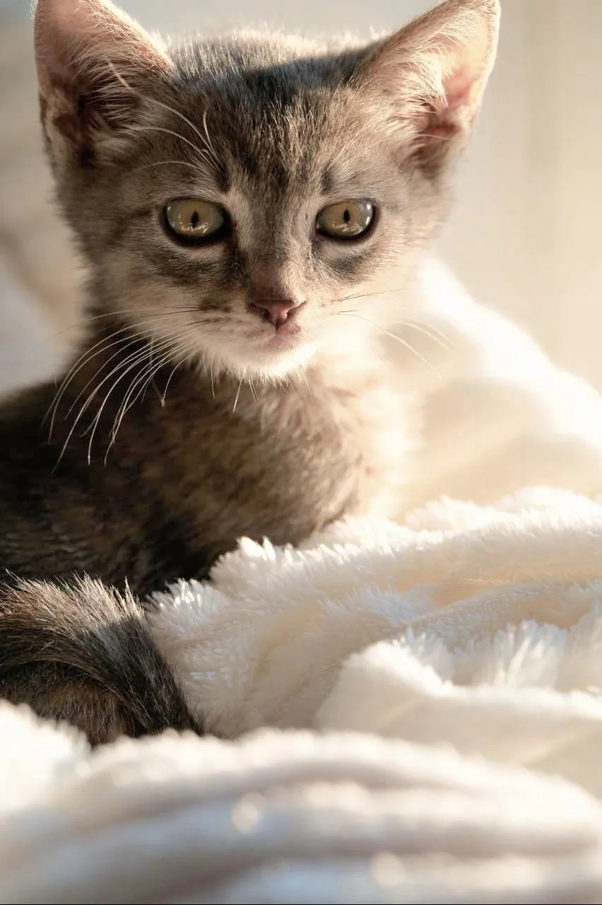Котёнок Лео 2 месяца бесплатно 2