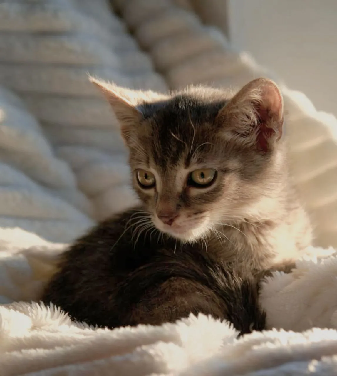 Котёнок Лео 2 месяца бесплатно 1