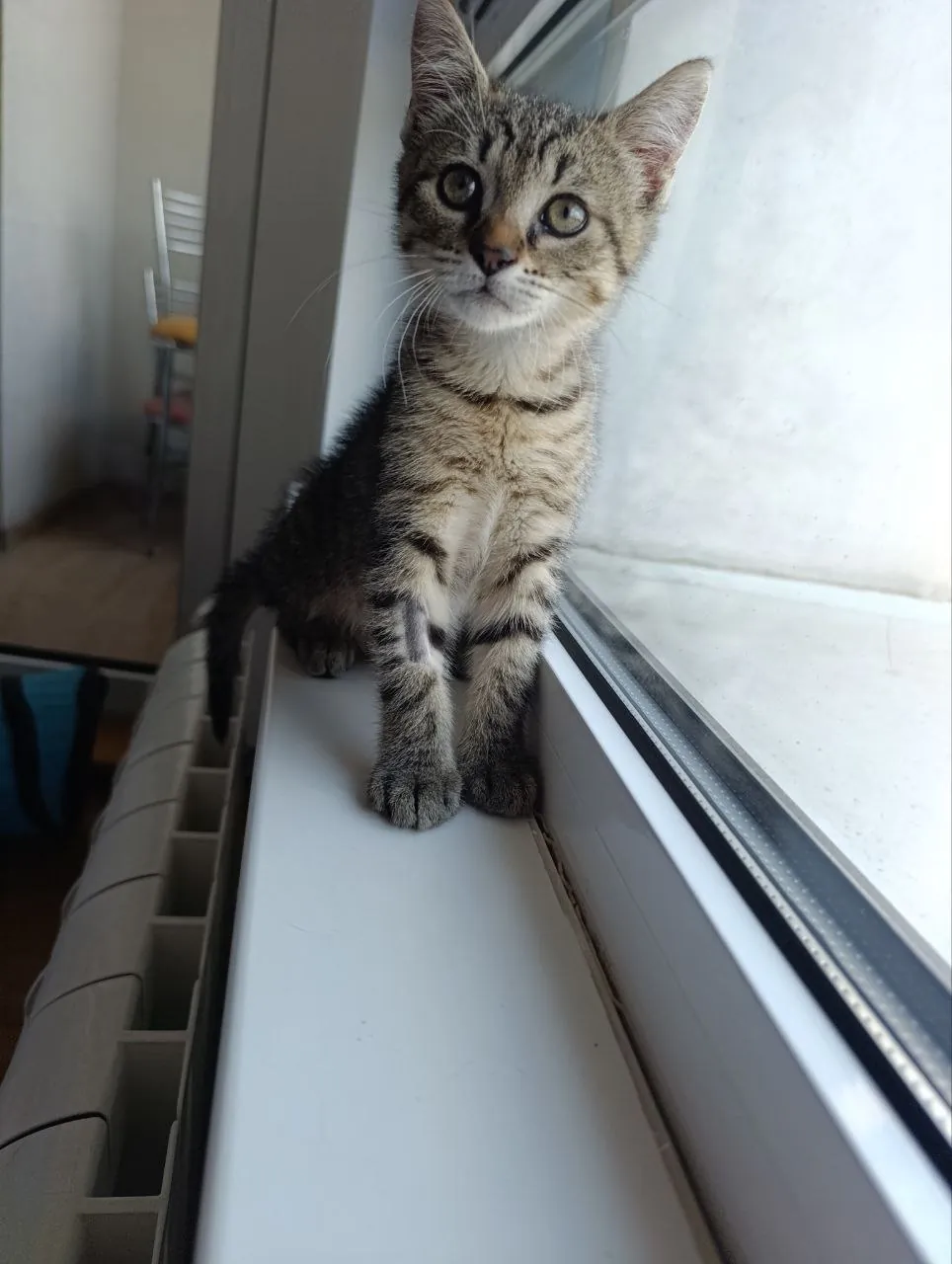 Котёнок Поштарочка в добрые руки 2