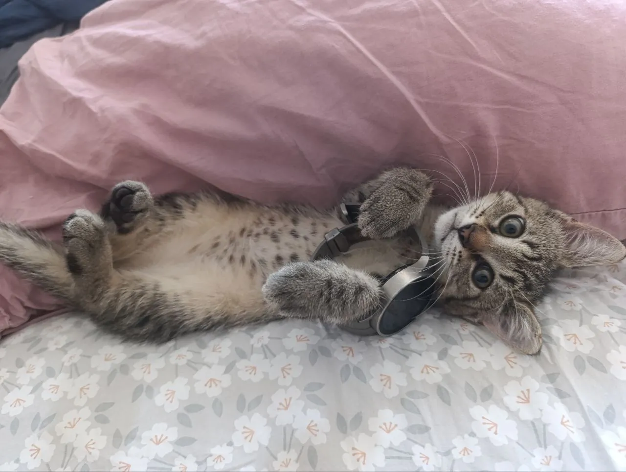 Котёнок Поштарочка в добрые руки 3
