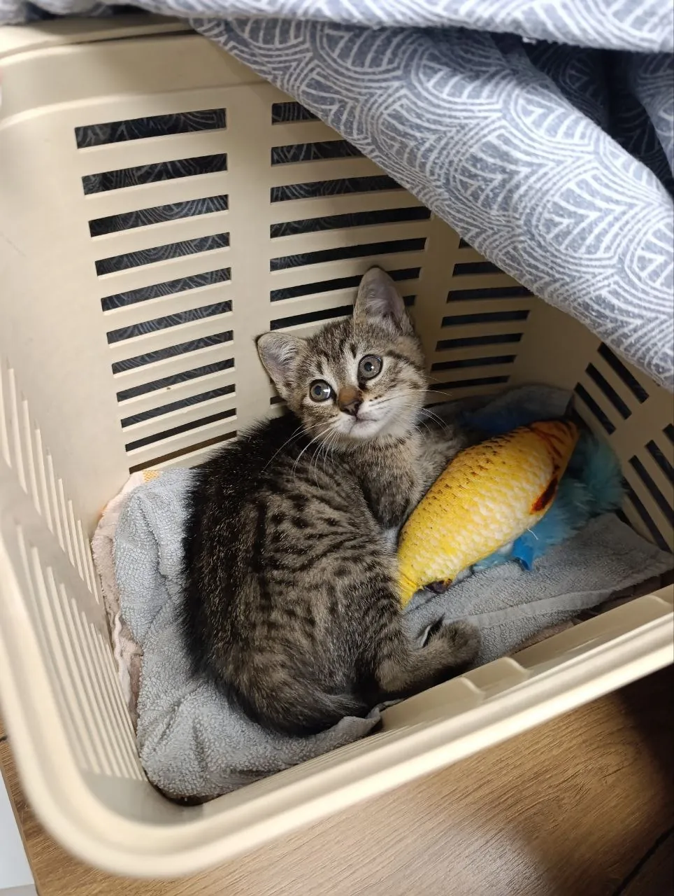 Котёнок Поштарочка в добрые руки 1