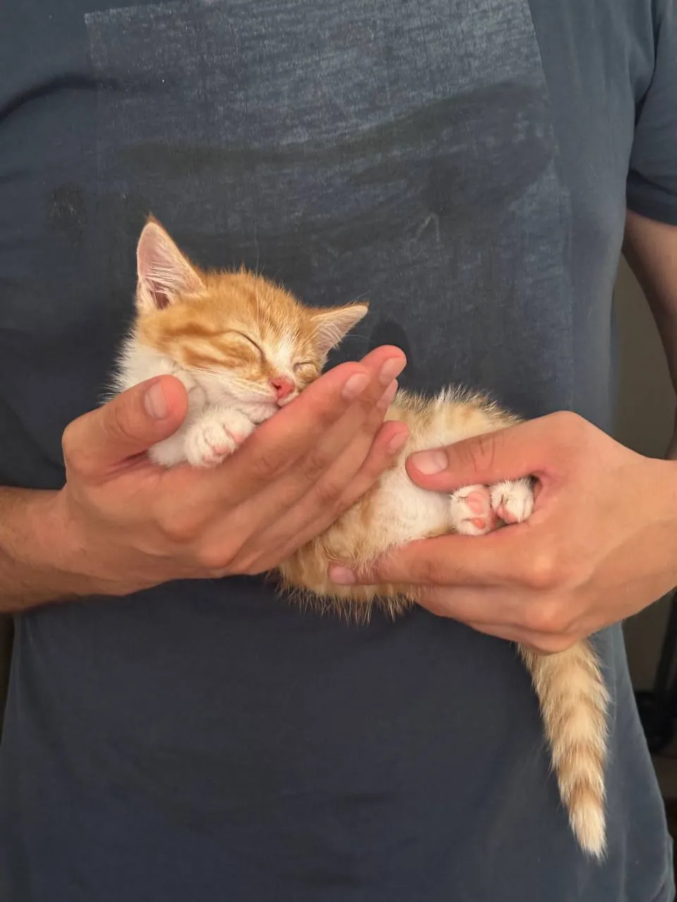 Котёнок рыжий ищет дом 3
