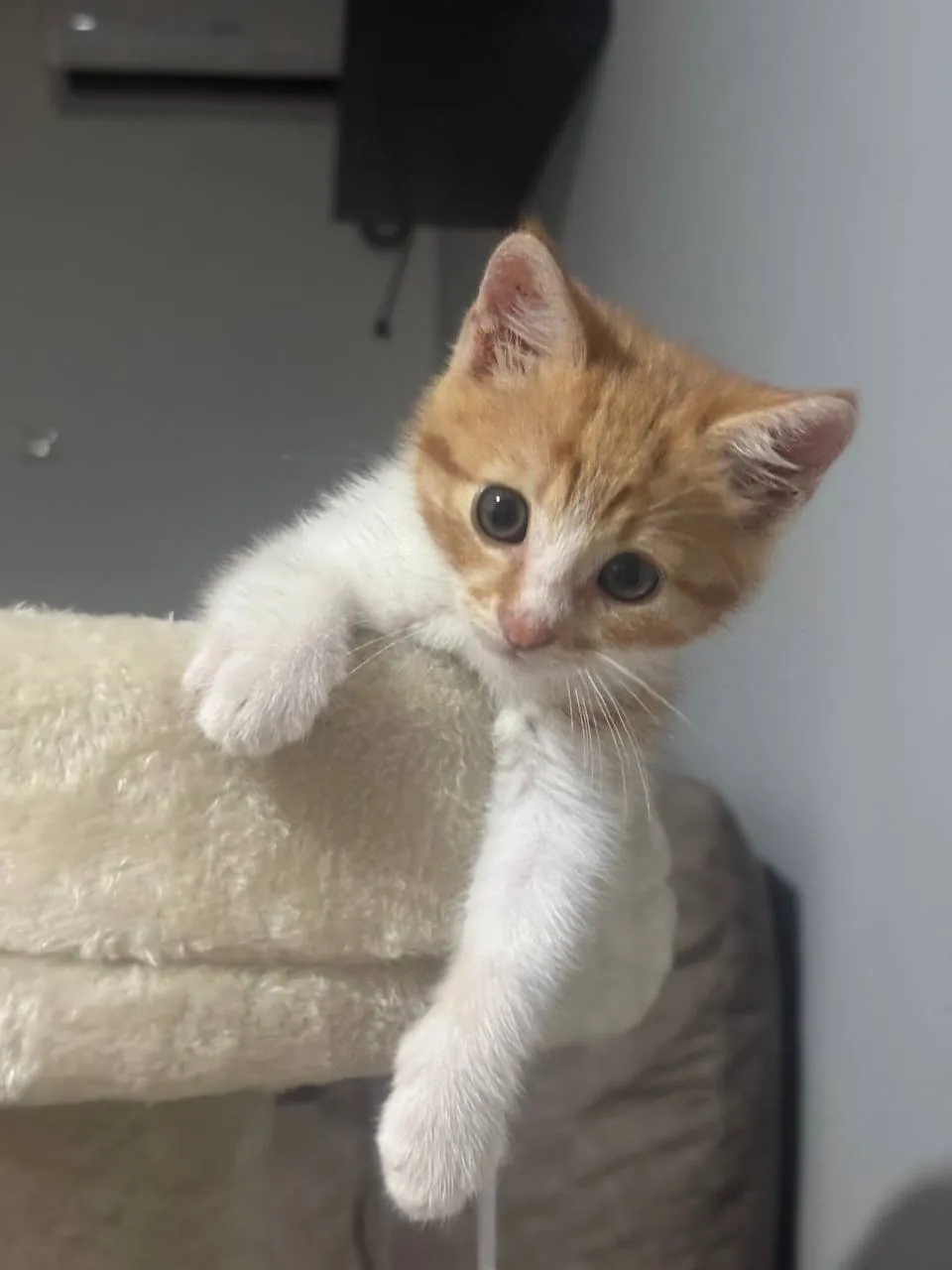 Котёнок рыжий ищет дом 2